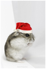 Christmas Hamster Image